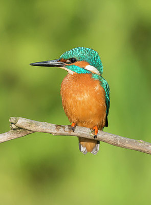 BUITEN BEELD Foto: 232991