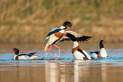 BUITEN BEELD Foto: 232997