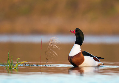 BUITEN BEELD Foto: 232999