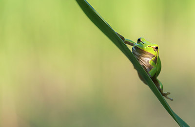 BUITEN BEELD Foto: 233044