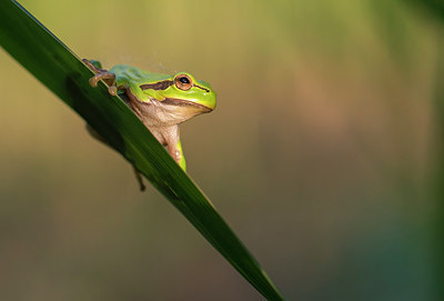 BUITEN BEELD Foto: 233046