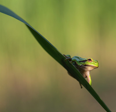 BUITEN BEELD Foto: 233047