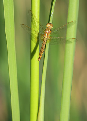 BUITEN BEELD Foto: 233052