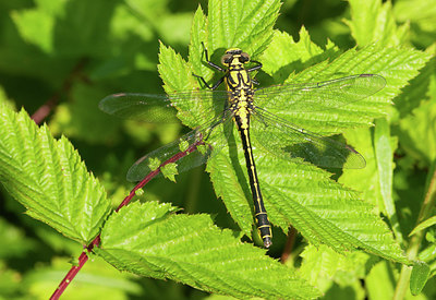 BUITEN BEELD Foto: 233062