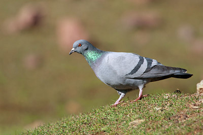 BUITEN BEELD Foto: 233075