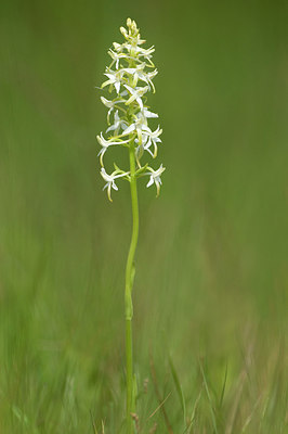 BUITEN BEELD Foto: 233082