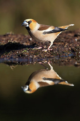 BUITEN BEELD Foto: 233248