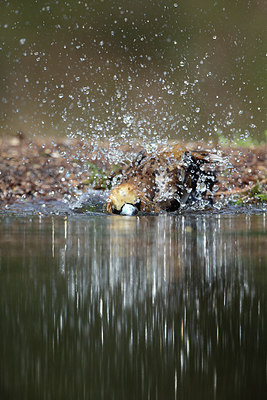 BUITEN BEELD Foto: 233249