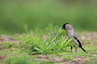 BUITEN BEELD Foto: 233270