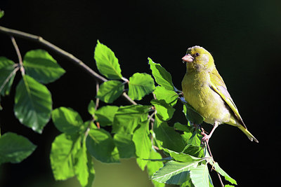 BUITEN BEELD Foto: 233272