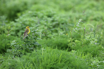 BUITEN BEELD Foto: 233273