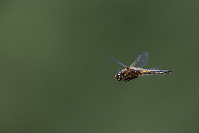 BUITEN BEELD Foto: 233274
