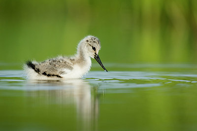 BUITEN BEELD Foto: 233280