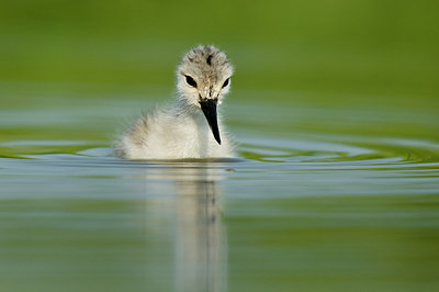 BUITEN BEELD Foto: 233281
