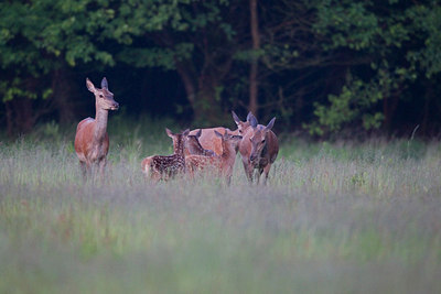 BUITEN BEELD Foto: 233285