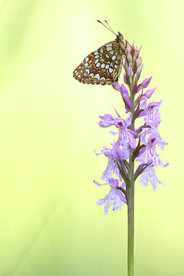 BUITEN BEELD Foto: 233290