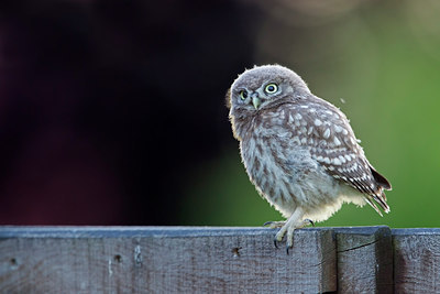 BUITEN BEELD Foto: 233324