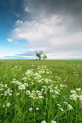 BUITEN BEELD Foto: 233381