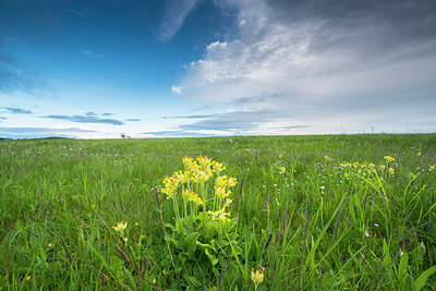 BUITEN BEELD Foto: 233400