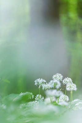BUITEN BEELD Foto: 233402