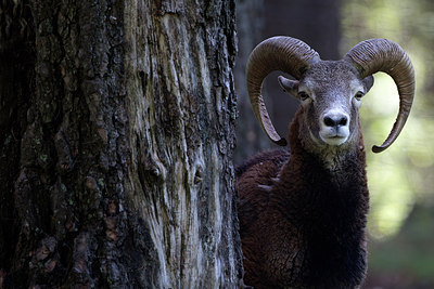 BUITEN BEELD Foto: 233437