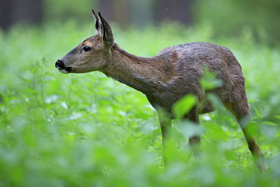 BUITEN BEELD Foto: 233439