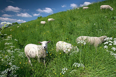 BUITEN BEELD Foto: 233447