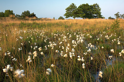 BUITEN BEELD Foto: 233464