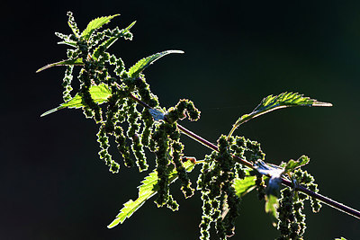 BUITEN BEELD Foto: 233471
