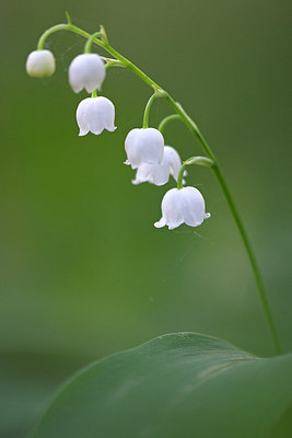 BUITEN BEELD Foto: 233476