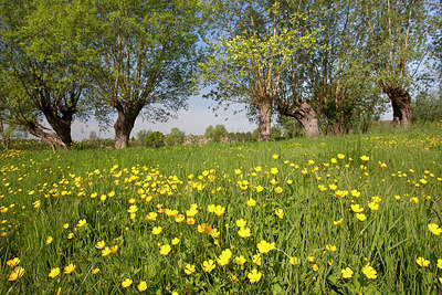 BUITEN BEELD Foto: 233478