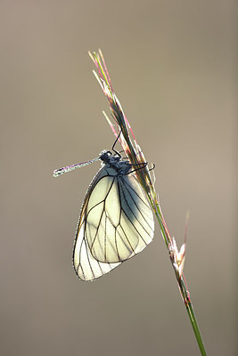 BUITEN BEELD Foto: 233487