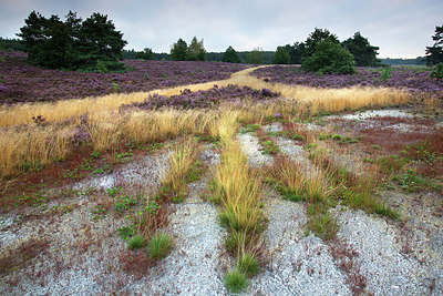BUITEN BEELD Foto: 233512