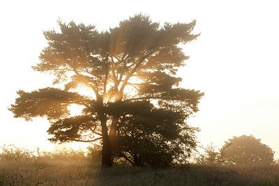BUITEN BEELD Foto: 233528