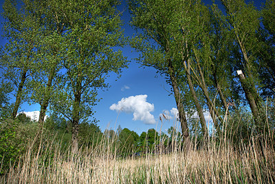 BUITEN BEELD Foto: 233545