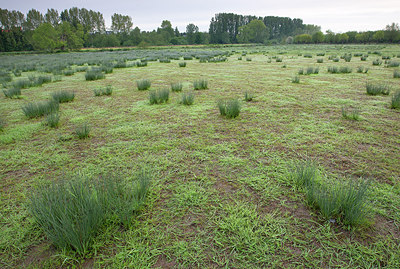 BUITEN BEELD Foto: 233550