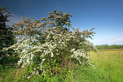 BUITEN BEELD Foto: 233551