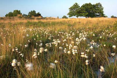 BUITEN BEELD Foto: 233595