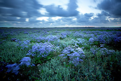 BUITEN BEELD Foto: 233611