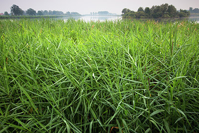 BUITEN BEELD Foto: 233620