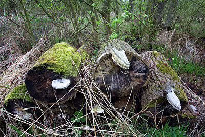 BUITEN BEELD Foto: 233627