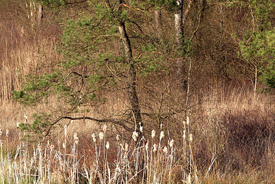 BUITEN BEELD Foto: 233637