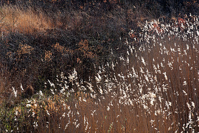 BUITEN BEELD Foto: 233638