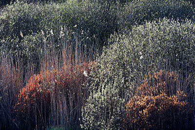 BUITEN BEELD Foto: 233639