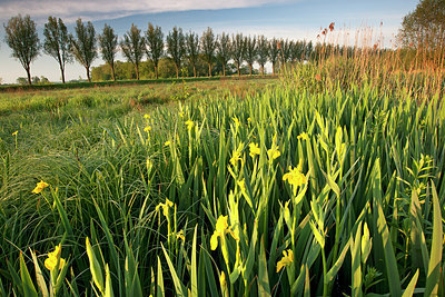 BUITEN BEELD Foto: 233669