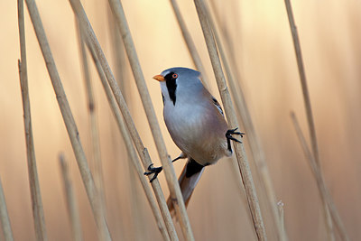 BUITEN BEELD Foto: 233679