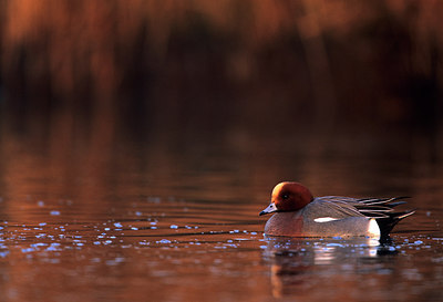 BUITEN BEELD Foto: 233684