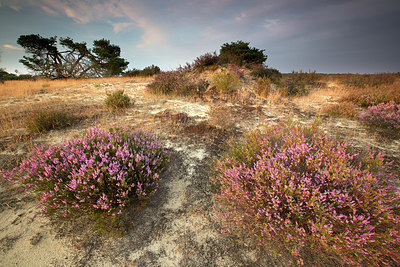 BUITEN BEELD Foto: 233731