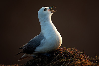 BUITEN BEELD Foto: 233743