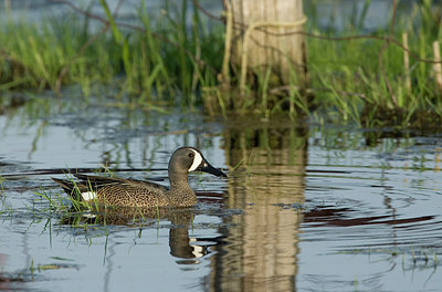 BUITEN BEELD Foto: 233793